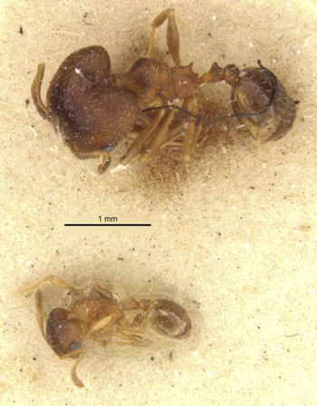 Media type: image;   Entomology 568118 Aspect: habitus dorsal view